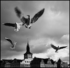 photo "Чайки"