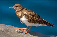 photo "Turnstone"