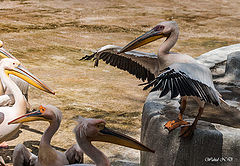 photo "Chief orator pelican"