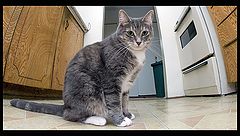 photo "Queen of the kitchen"