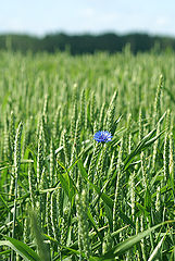 photo "***"