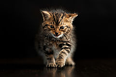 photo "The Hunter"