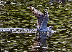 фото "Landing 3"