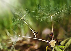photo "муравьи"