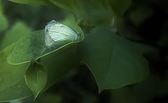 photo "***"