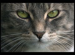 photo "The stare"