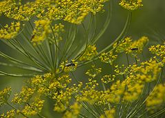 фото "On yellow"