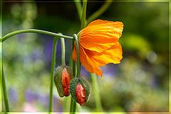 photo "***"