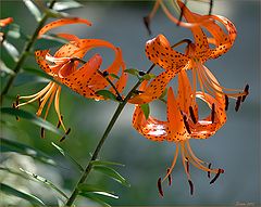photo "Lilies"