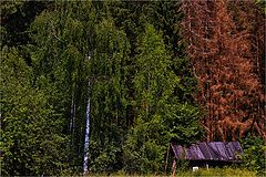 photo "***"