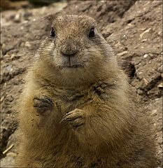 photo "Marmot"