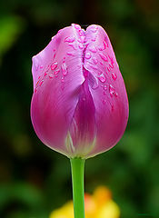 photo "JustDrops"