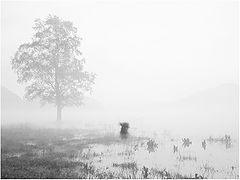 photo "***"