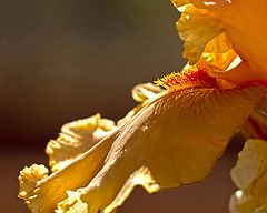 фото "Orange Iris Petal"