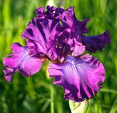 photo "Iris #323"