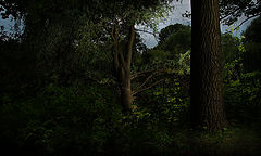 фото "Strob"