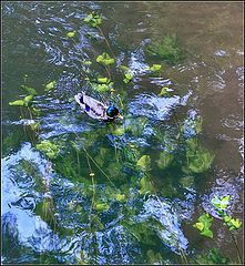 photo "water"
