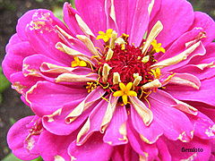 фото "Flower"