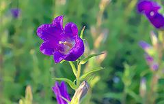 photo "***"