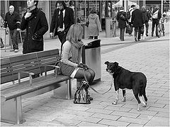 photo "Girl and dog"