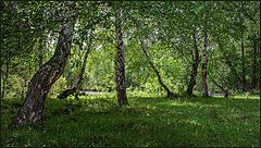 фото "В тени берёз."