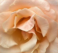 photo "Rosy labyrinth,"