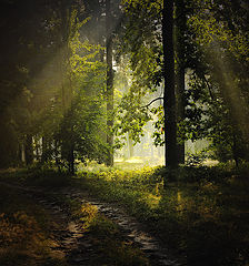 photo "Walking in the Forest"