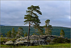 photo "About Rock and Pine"