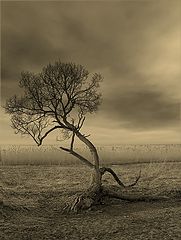 photo "***"