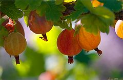 photo "Gooseberry"
