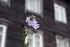 photo "***"