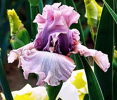 photo "Iris #30"