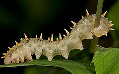 photo "Symphyta"