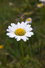 photo "***"
