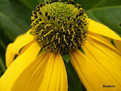 фото "Summer"