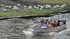 фото "водоплавающие"