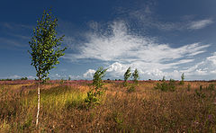 photo "***"
