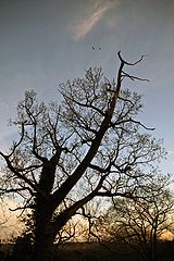 photo "***"