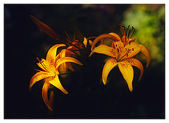 фото "***"