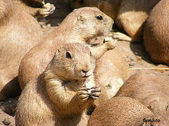 фото "Friends"