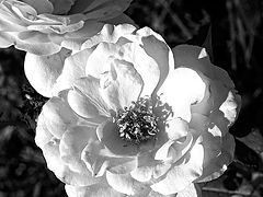 фото "White Rose"