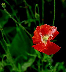 photo "***"