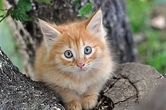 фото "котенок"
