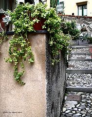 photo "lane in Boccadasse, Genoa"