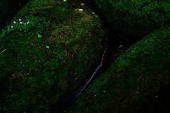 photo "***"