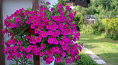 photo "Краски лета"