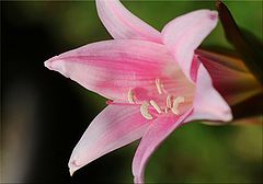 photo "Pink Lily"