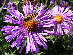 фото "Summer"