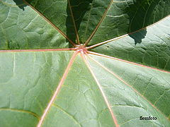 фото "Green"
