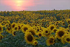photo "At Sunset"
